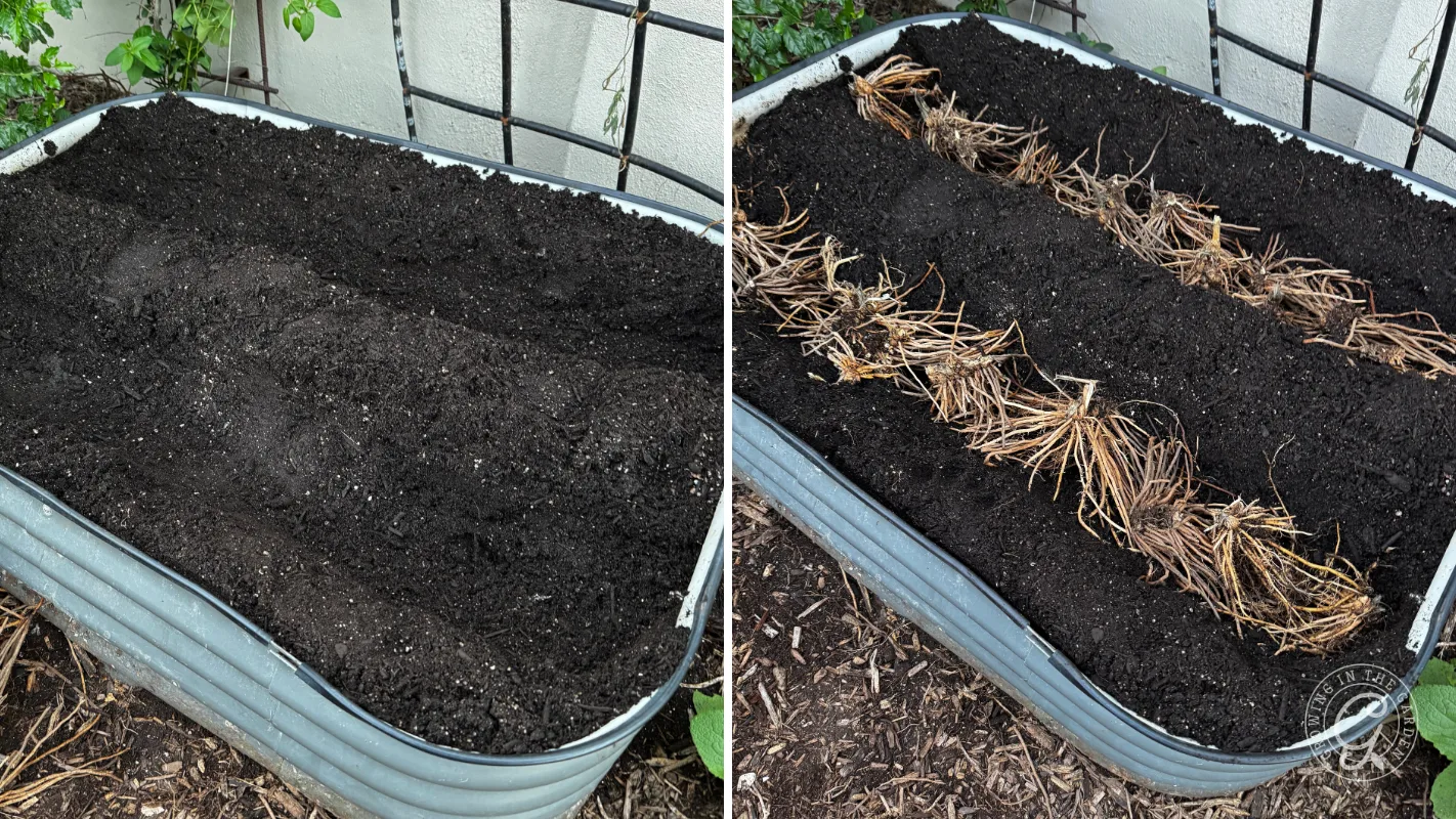 Raised garden bed showing soil before and after planting rows of dormant root bundles.