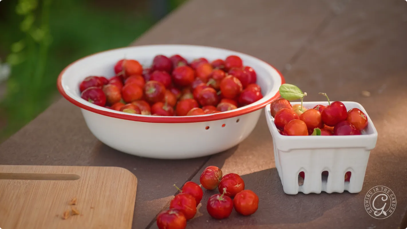 A bowl and basket of fresh red cherries sit on a wooden table outdoors, with a few cherries on the table.