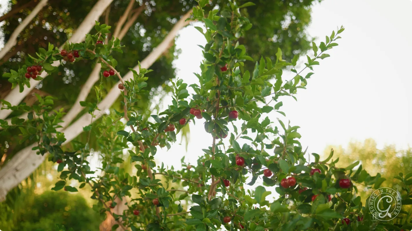 A leafy shrub with small red fruits growing outdoors against a background of trees and sunlight.
