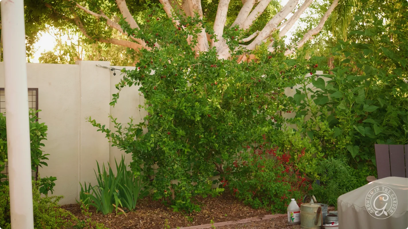 Bushy green shrub with small red flowers in a garden, near a white wall and gardening tools.