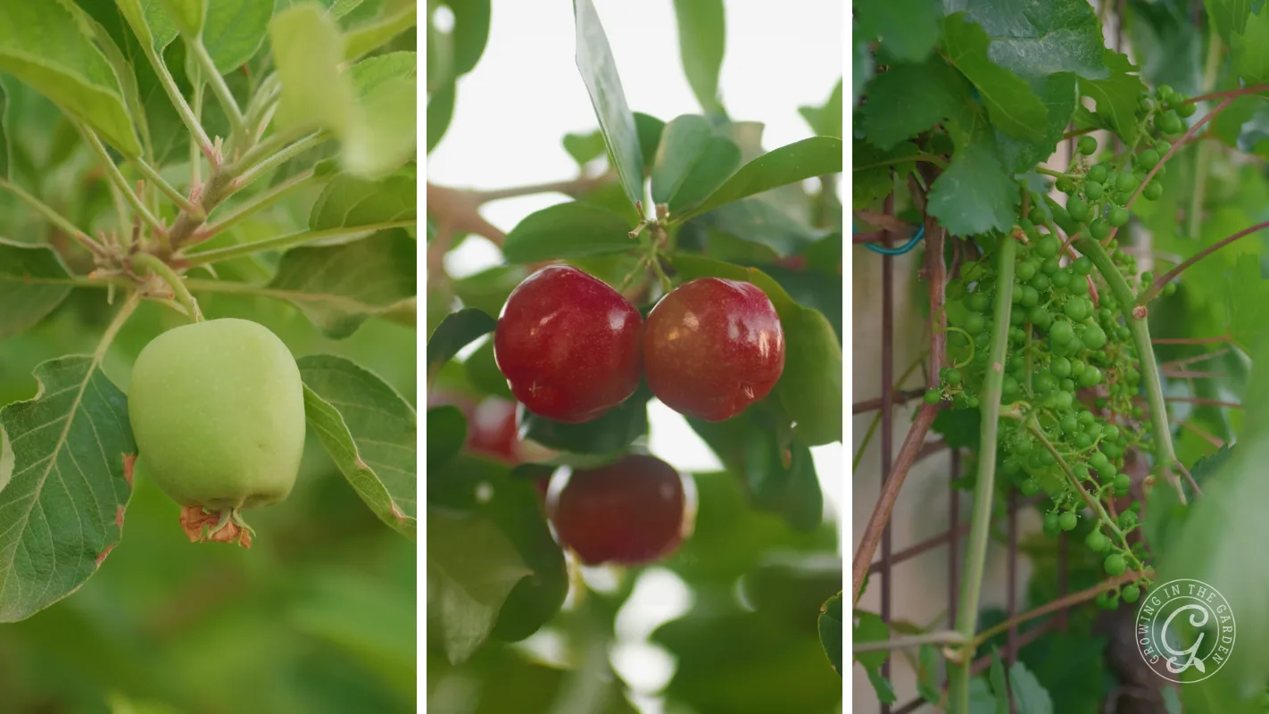 Three panels showing a green apple, two red cherries, and a bunch of unripe green grapes on vines.