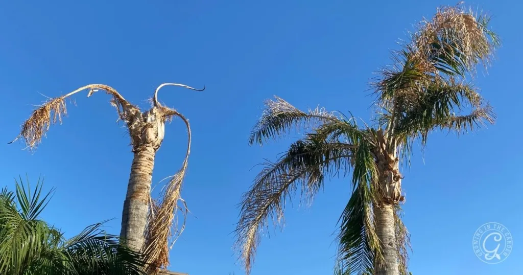 Two dry, wind-damaged palm trees with sparse fronds against a clear blue sky show why Queen Palms struggle in Arizona’s low desert.