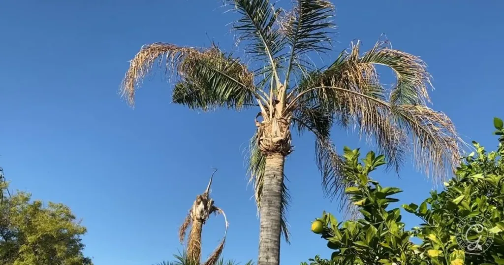 Tall palm trees with some brown, dying fronds against a clear blue sky and green foliage below, illustrating why Queen Palms struggle in Arizona’s Low Desert.