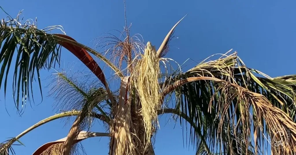 Drooping brown palm tree fronds against a clear blue sky, showing signs of damage or disease—an example of why Queen Palms struggle in Arizona’s low desert.