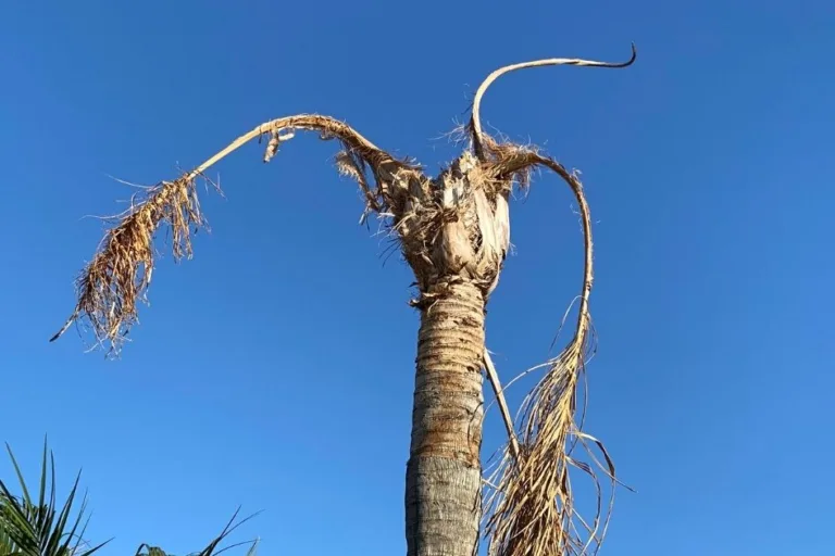 Why Queen Palms Struggle (and What to Plant Instead) featured image