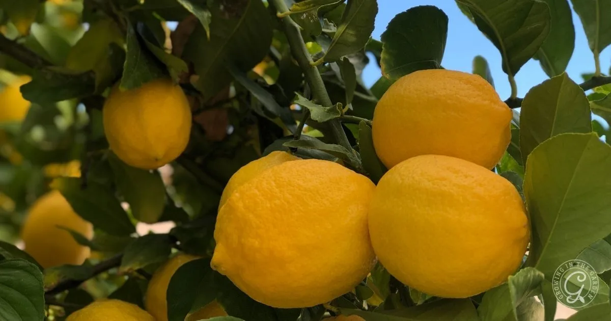 Bright yellow lemons clustered on a leafy tree branch, with a clear blue sky in the background&mdash;one of the best fruit trees for hot climates.