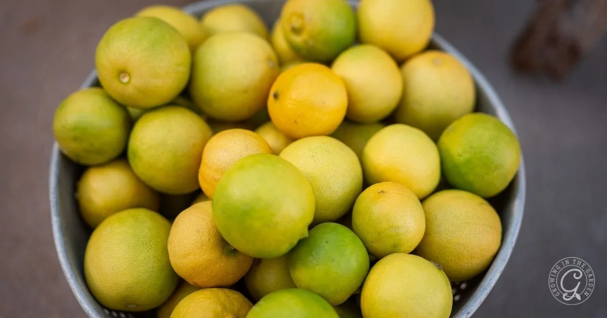 A bowl filled with green and yellow lemons, picked from the best fruit trees for hot climates, sits on a gray surface.