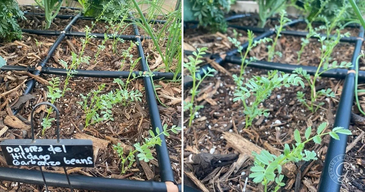 Young garbanzo bean plants growing in a raised garden bed with a grid divider and a labeled sign, demonstrating how to grow garbanzo beans in an organized, efficient space.