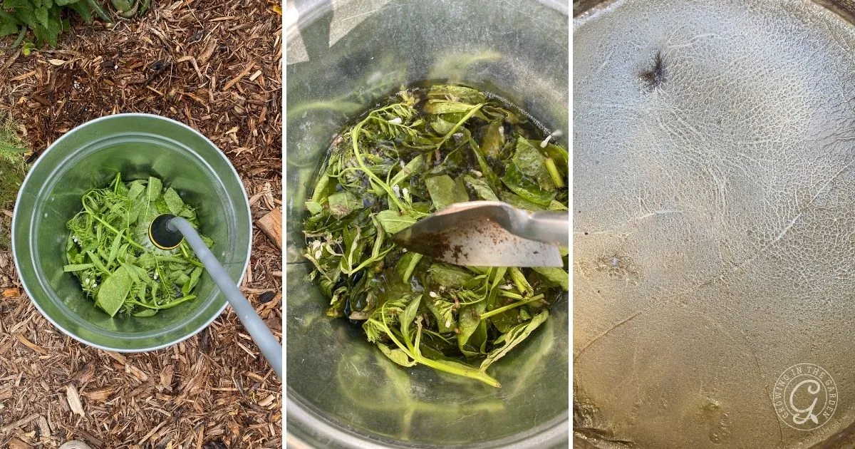 Three panels: fresh green leaves in a bucket, leaves steeping in water to make comfrey tea, and a close-up of a film on the liquid&rsquo;s surface&mdash;an essential visual for How to Grow Comfrey for Fertilizer and Soil Benefits.