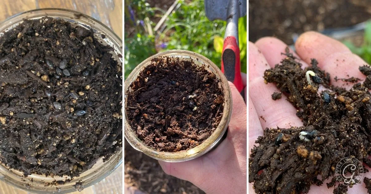Three images show close-ups of compost: in a dish, a jar, and held in a hand with a sprouting seed&mdash;perfect for illustrating how to grow comfrey for fertilizer and soil benefits.