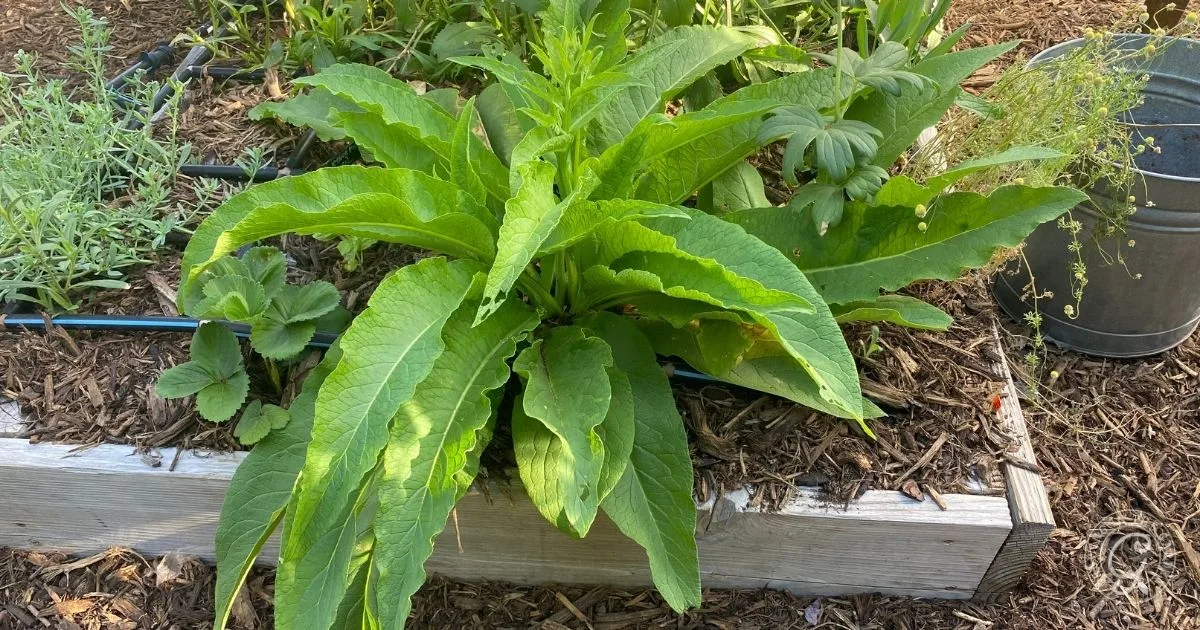 Large green leafy comfrey plant growing in a raised garden bed surrounded by mulch and other plants. Discover how to grow comfrey for fertilizer and soil benefits in your garden.