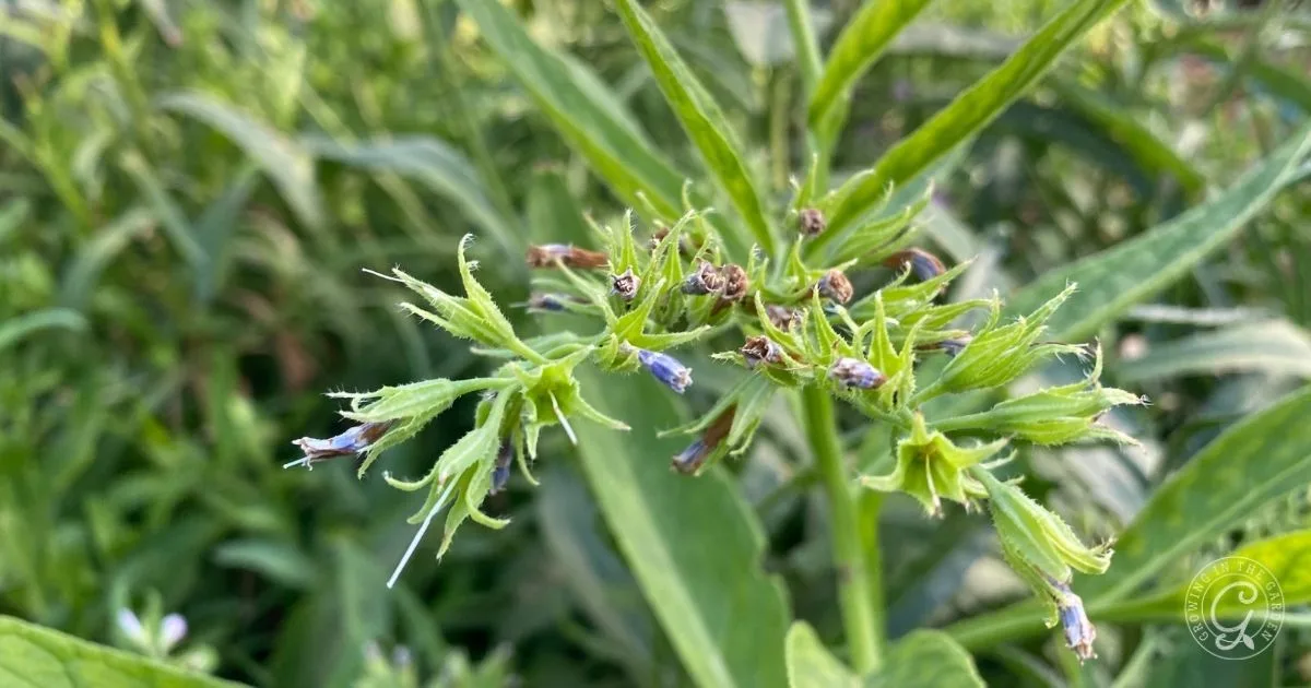Close-up of a green plant with small, wilting blue flowers and long, slender leaves in a garden&mdash;an example often seen when learning how to grow comfrey for fertilizer and soil benefits.