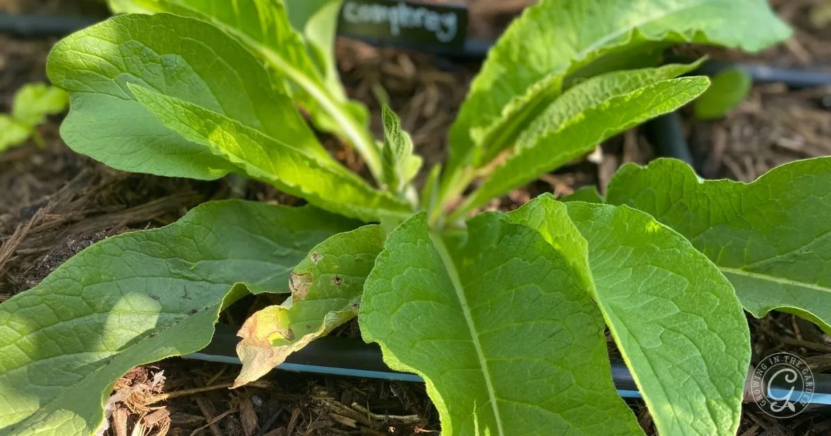 Comfrey plant with large green leaves growing in soil, a plant label is visible in the background&mdash;perfect for learning how to grow comfrey for fertilizer and soil benefits.