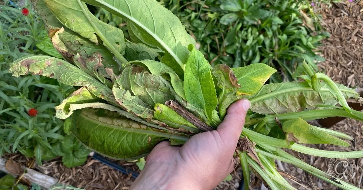 A hand holding wilted greens with brown-edged leaves in a garden, highlighting the importance of knowing how to grow comfrey for fertilizer and soil benefits.
