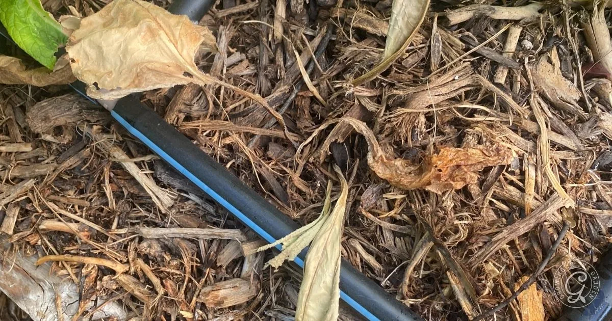Close-up of a black drip irrigation pipe on dry mulch with scattered leaves&mdash;a key setup when learning how to grow comfrey for fertilizer and soil benefits.