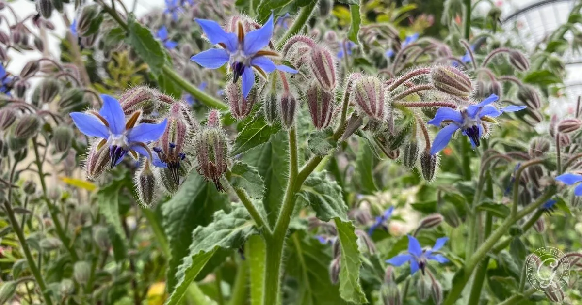 Cluster of blue star-shaped borage flowers with fuzzy stems and leaves in a garden setting, ideal for gardeners interested in How to Grow Comfrey for Fertilizer and Soil Benefits.