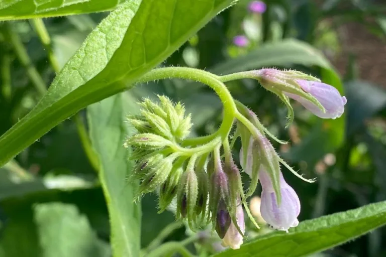 How to Grow Comfrey for Fertilizer and Soil Benefits featured image