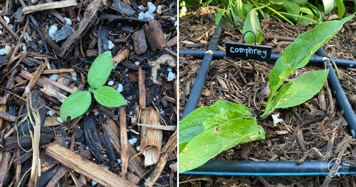 Left: small sprout in mulch. Right: young comfrey plant with sign, growing in a marked garden square&mdash;an example of How to Grow Comfrey for Fertilizer and Soil Benefits.