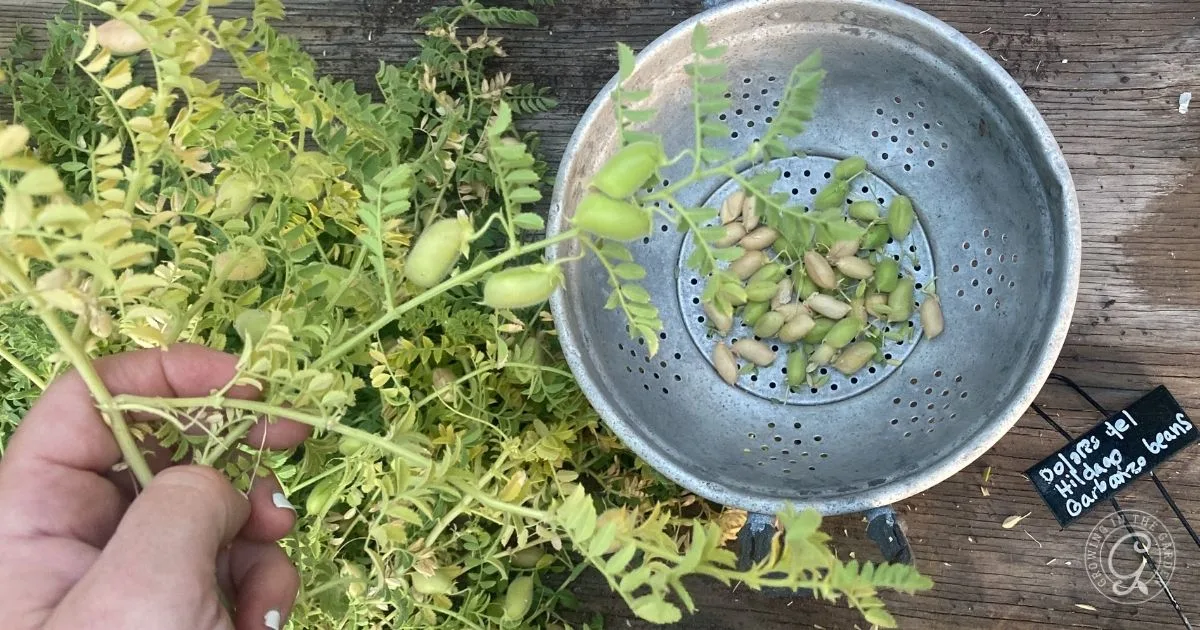 A hand holds a chickpea plant next to a metal colander with fresh garbanzo beans and a small label on a wooden surface, illustrating how to grow garbanzo beans at home.