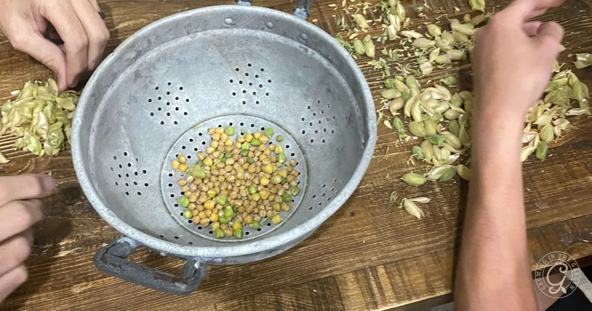 Two hands shelling chickpeas over a metal colander on a wooden table, with empty pods scattered around&mdash;demonstrating the rewards of learning how to grow garbanzo beans at home.