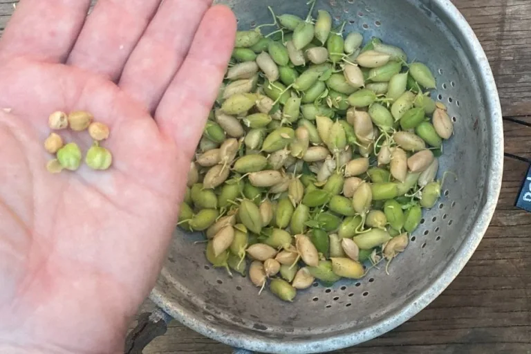 How to Grow Garbanzo Beans (Chickpeas) featured image