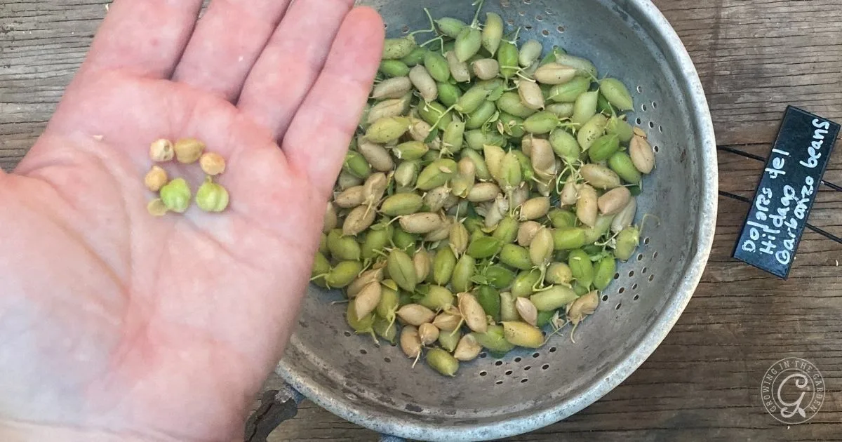 A hand holds chickpeas next to a colander filled with green chickpeas on a wooden surface, offering inspiration for anyone curious about how to grow garbanzo beans at home.