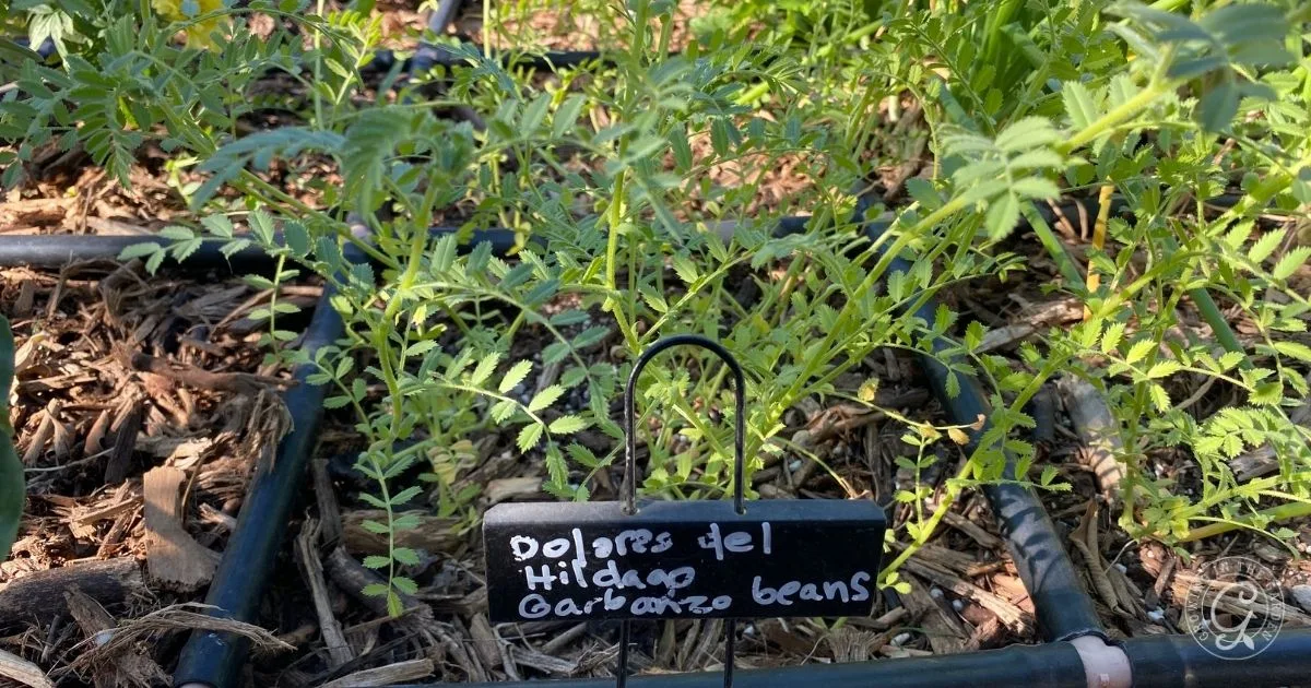 Young garbanzo bean plants growing in soil, labeled with a handwritten sign reading Dolores del Hidalgo Garbanzo beans&mdash;perfect inspiration for anyone learning how to grow garbanzo beans successfully.