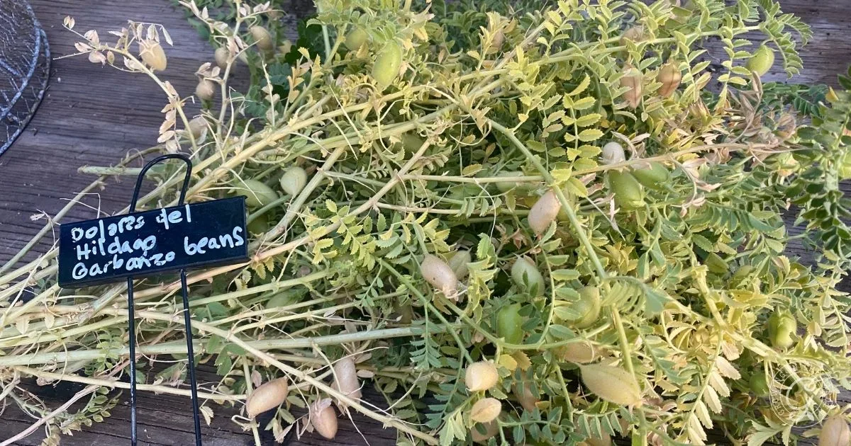 Fresh garbanzo bean plants with pods and a black sign labeled &ldquo;Dolores del Hidalgo Garbanzo beans,&rdquo; showcasing a great example for those interested in how to grow garbanzo beans at home.