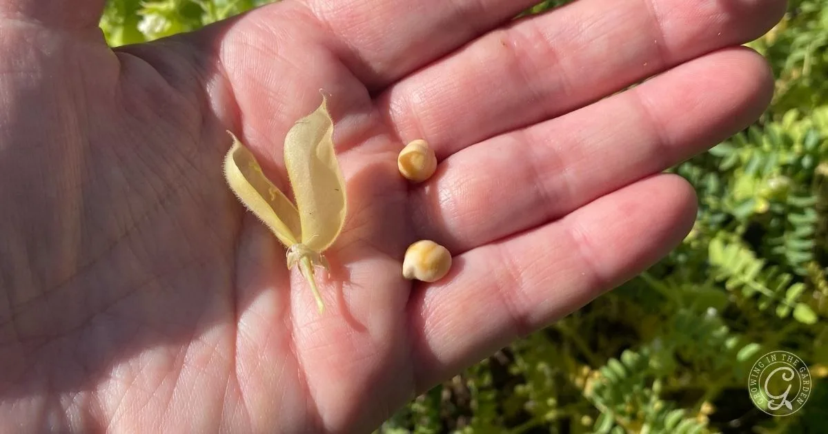 A hand holding a yellow flower pod and two round seeds, with green foliage in the background&mdash;an inspiring glimpse into How to Grow Garbanzo Beans.