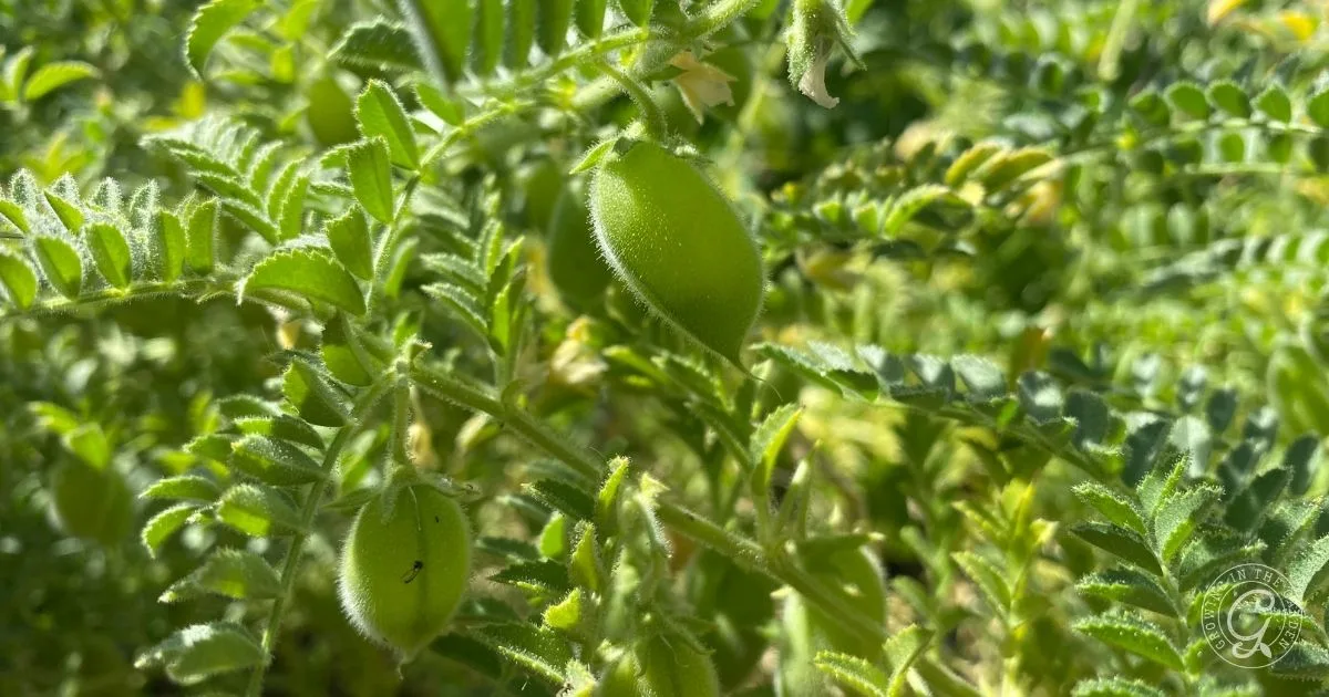 Close-up of green chickpea pods, also known as garbanzo beans, growing on a leafy plant in sunlight&mdash;perfect for illustrating how to grow garbanzo beans at home.