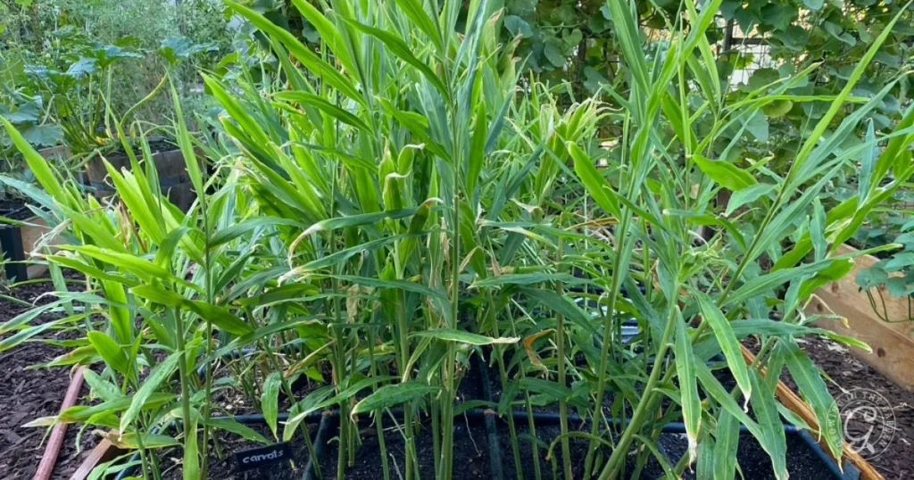 Tall, leafy green ginger plants thrive densely in a raised garden bed surrounded by other plants, offering inspiration for anyone learning how to grow ginger successfully at home.