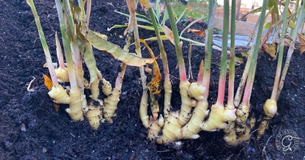 Fresh ginger roots, partially unearthed in dark soil with green stems and some yellowing leaves above, illustrate how to grow ginger successfully at home.