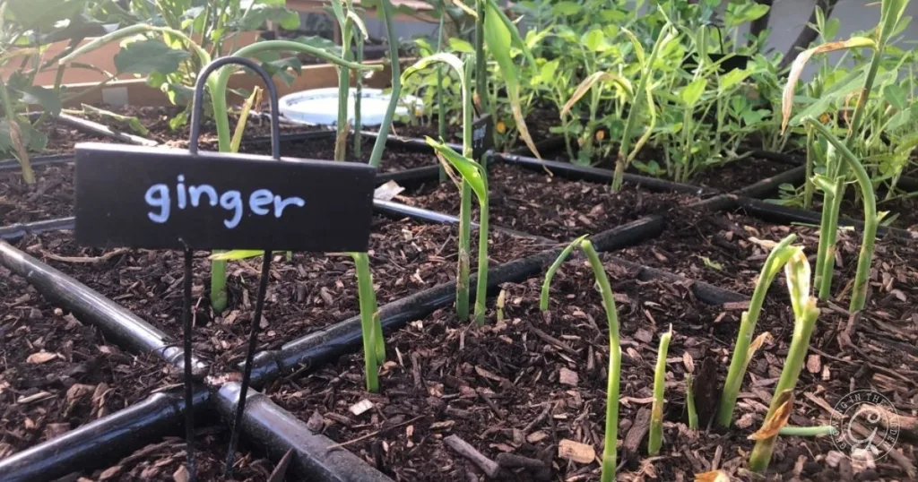 Young ginger plants growing in soil, labeled with a black sign that says ginger in white handwriting&mdash;an inspiring start for anyone learning how to grow ginger at home.