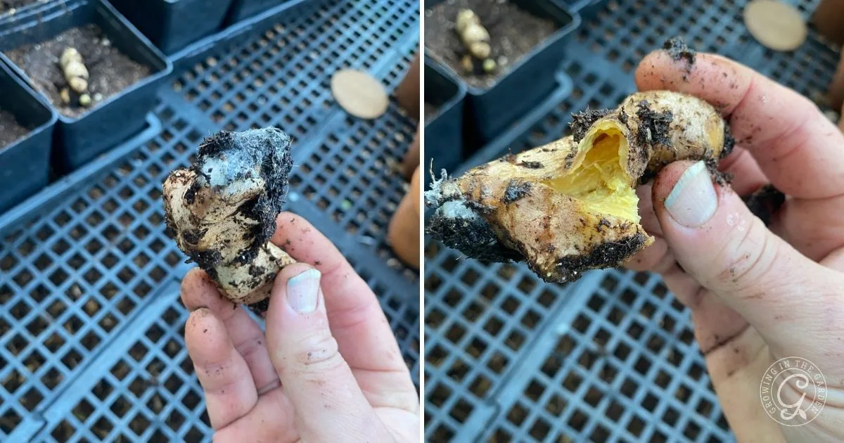 Two hands hold pieces of moldy, decaying ginger root over a metal grid surface with pots in the background&mdash;a reminder of what to avoid when learning how to grow ginger successfully.