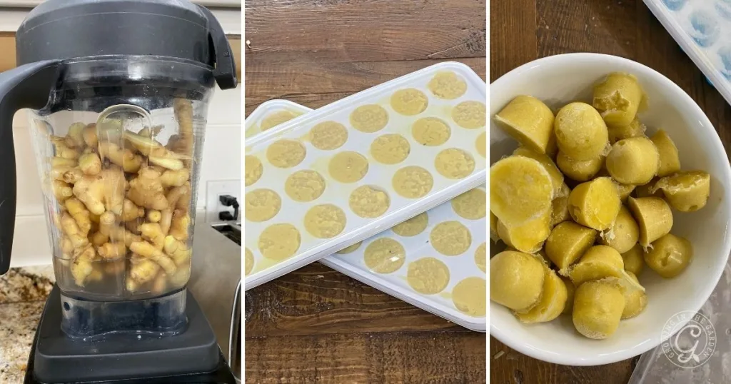 Three-panel image: ginger in blender, blended ginger in ice cube trays, and finished ginger cubes in a bowl. Perfect for anyone curious about how to grow ginger and preserve it for easy use in recipes.