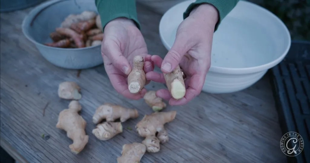 Hands holding fresh ginger root pieces over a table with more ginger and bowls in the background, perfect for illustrating how to grow ginger at home.