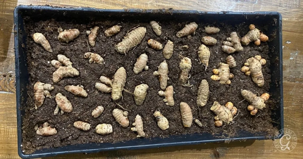 Turmeric rhizomes spread on soil in a rectangular black tray, ready for planting or drying&mdash;similar to the first steps in how to grow ginger.
