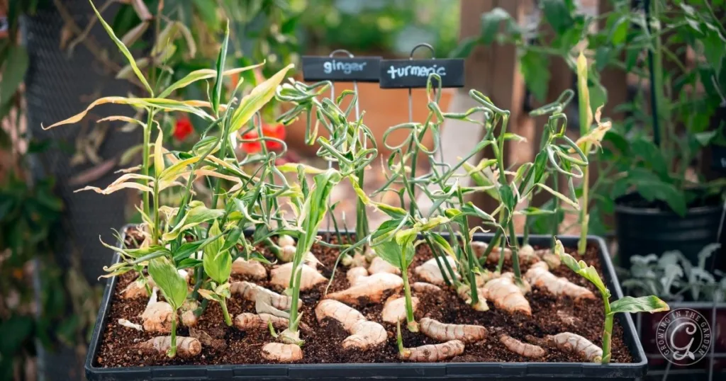 Ginger and turmeric plants growing in a tray with labeled signs, showing roots sprouting in soil&mdash;a great example of how to grow ginger at home.