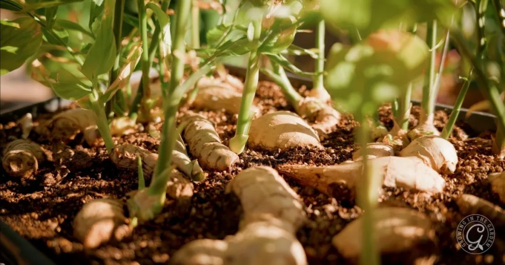 Close-up of ginger plants growing in soil, showing ginger roots partially exposed above the dirt&mdash;a perfect example of how to grow ginger successfully in your garden.