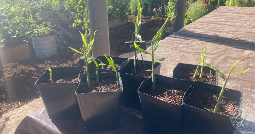 Small green ginger plants growing in black pots on a table outdoors in the sunlight, showing an example of how to grow ginger at home.