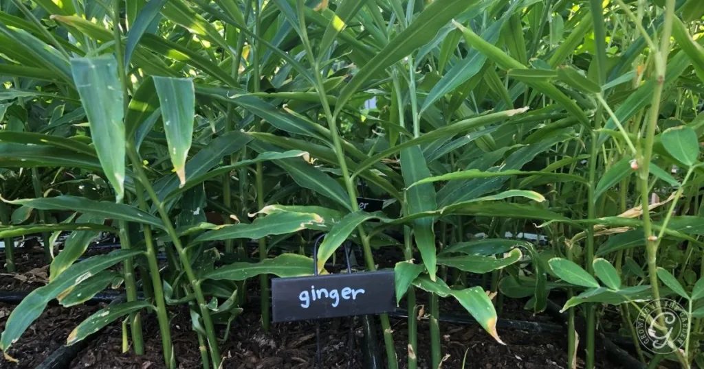 Green ginger plants growing in soil, with a black label that reads ginger among the stems&mdash;showing a perfect example of how to grow ginger at home.