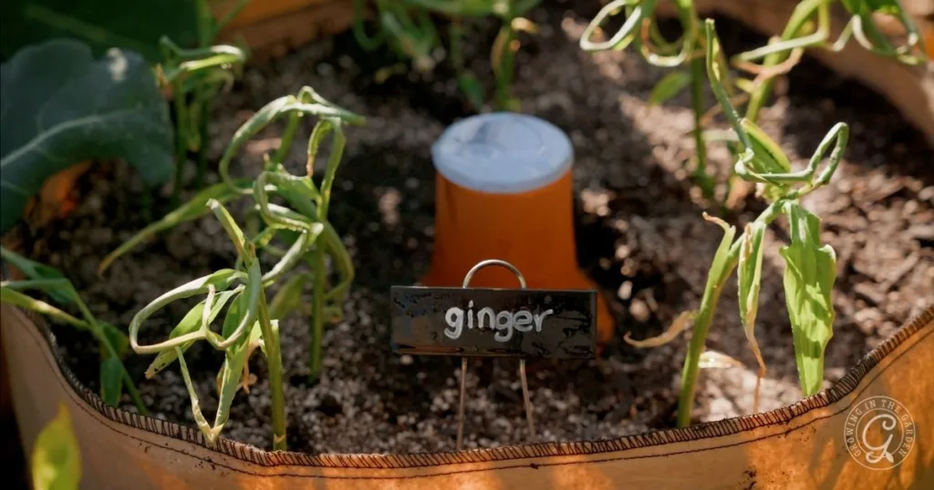 Young ginger plants growing in soil with a black label marked ginger in a garden bed, offering a glimpse into how to grow ginger at home.