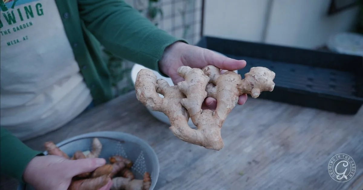 A person demonstrates how to grow ginger by holding a large ginger root over a bowl of smaller ginger pieces on a table.