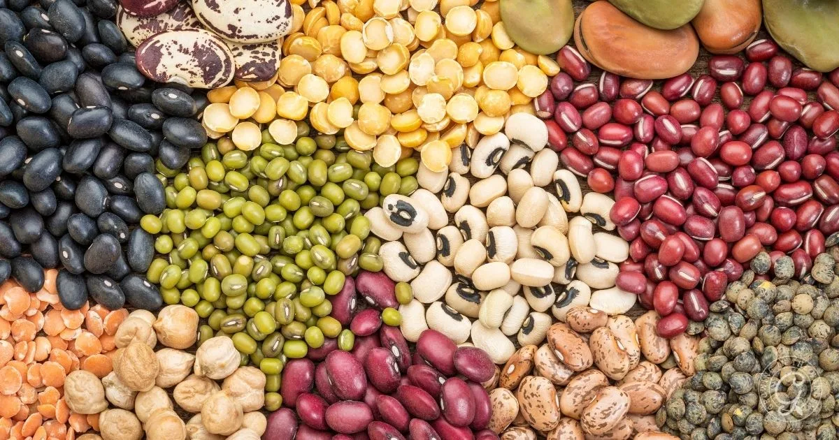 A variety of colorful dried beans and lentils, perfect for those interested in how to grow lentils, are arranged in a circular, overlapping pattern.