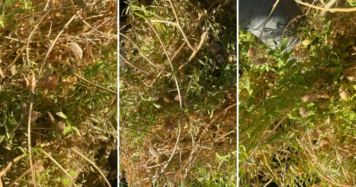 Close-up view of dry, tangled plants with small pods and green leaves in bright sunlight, showcasing the later stages of lentil cultivation.