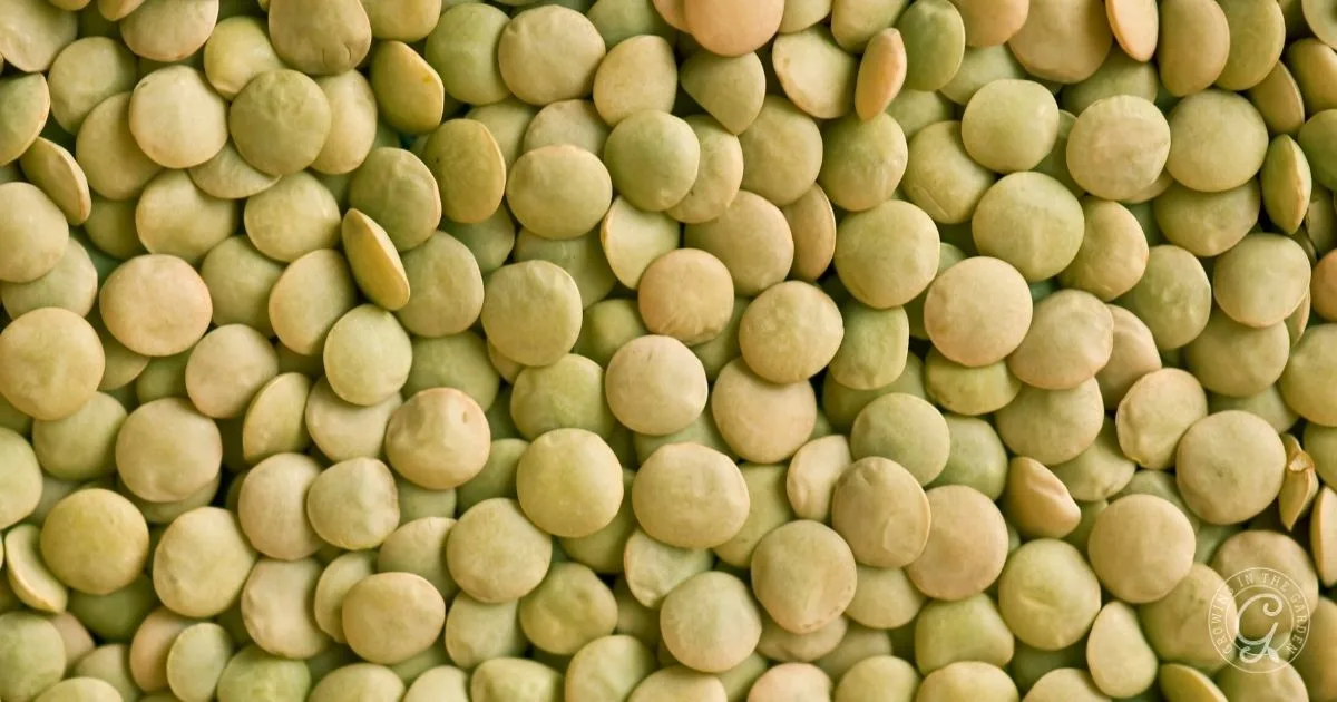 A close-up of many dried green lentils scattered closely together, showcasing the result of a successful harvest and offering inspiration for those interested in how to grow lentils at home.