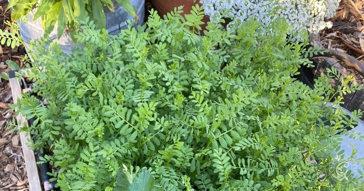 Green leafy chickpea plant growing in a garden bed, surrounded by other plants and flowers—a perfect spot to also try lentil cultivation or learn how to grow lentils alongside your favorite garden crops.