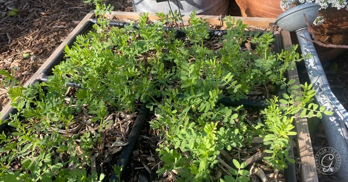 Young green plants growing in a raised wooden garden bed with soil and mulch in sunlight are perfect for planting lentils and starting your own lentil cultivation at home.