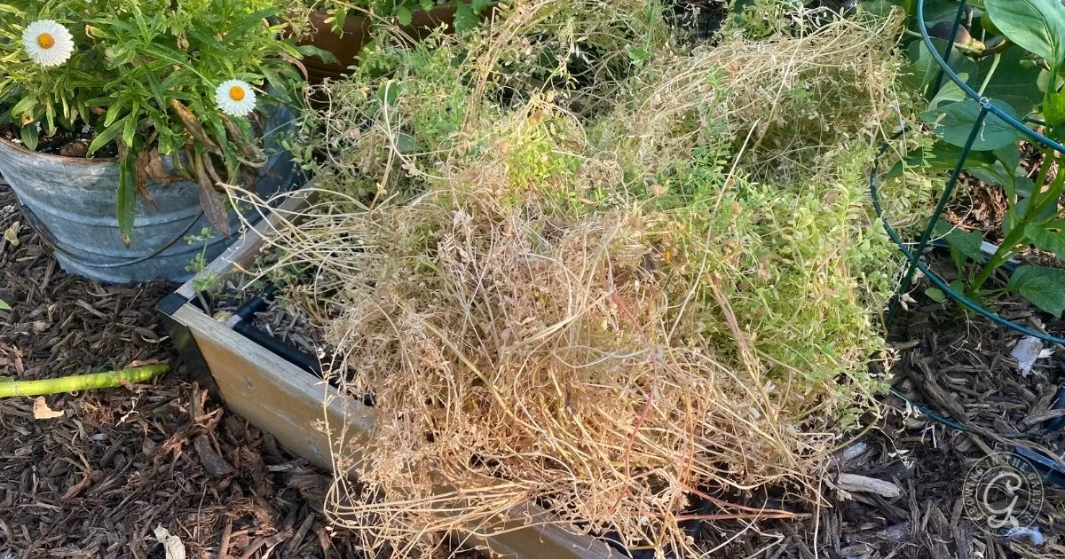 A withered, dried-out plant in a raised garden bed—perhaps a reminder to follow best practices for lentil cultivation—surrounded by mulch and green foliage.