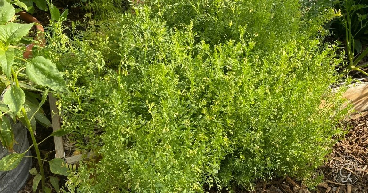 Lush green chickpea plants growing in a garden bed surrounded by soil and wood chips, demonstrating how a space ideal for chickpeas can also be used to grow lentils or explore lentil cultivation.